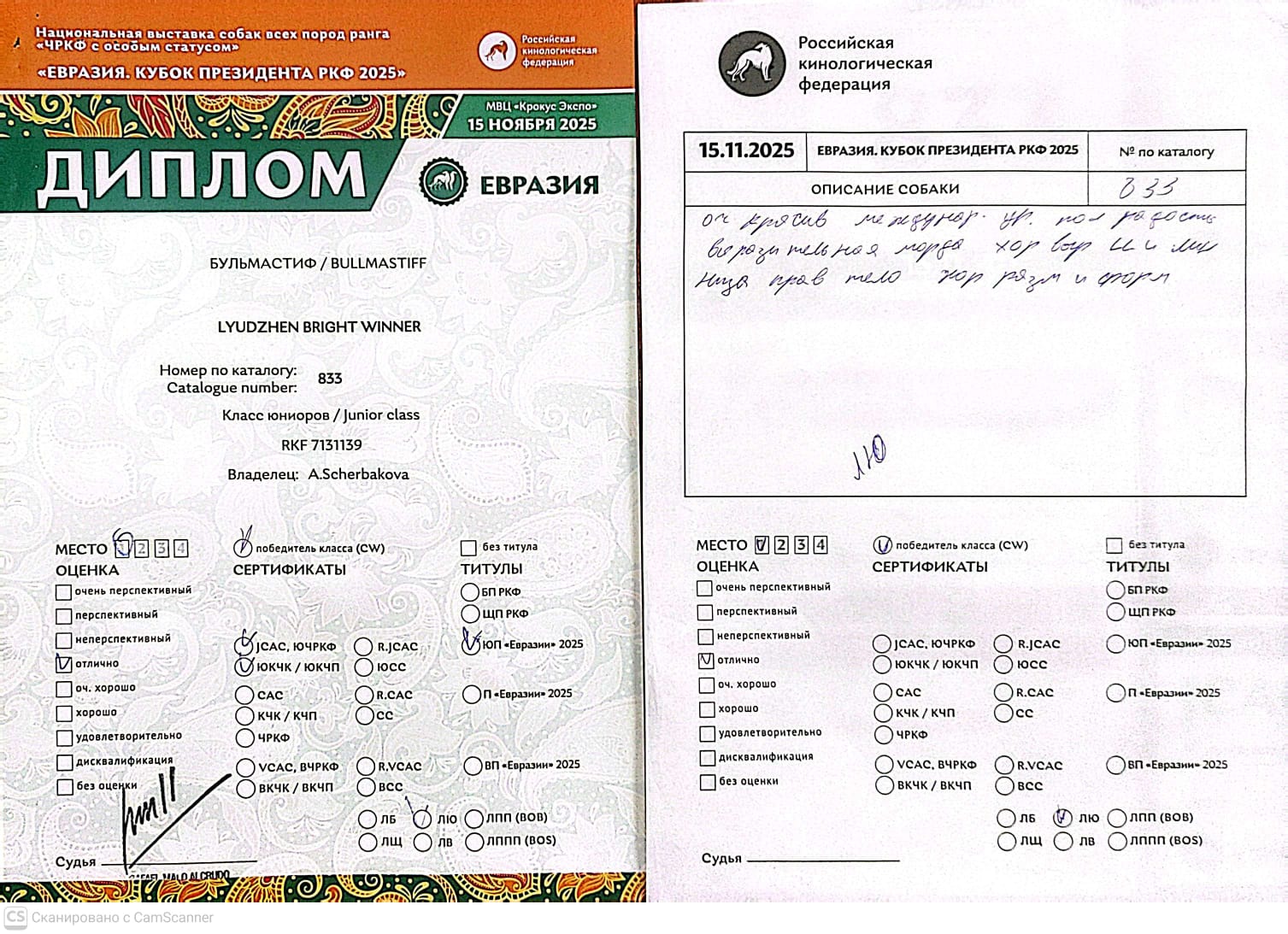 Бульмастиф шоу, выставки Lyudzhen Victory