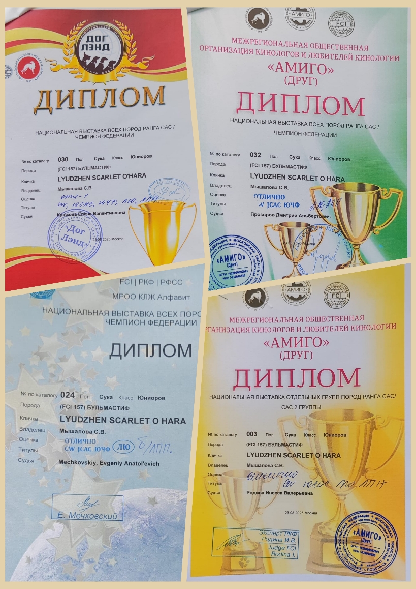Бульмастиф шоу, выставки Lyudzhen Victory