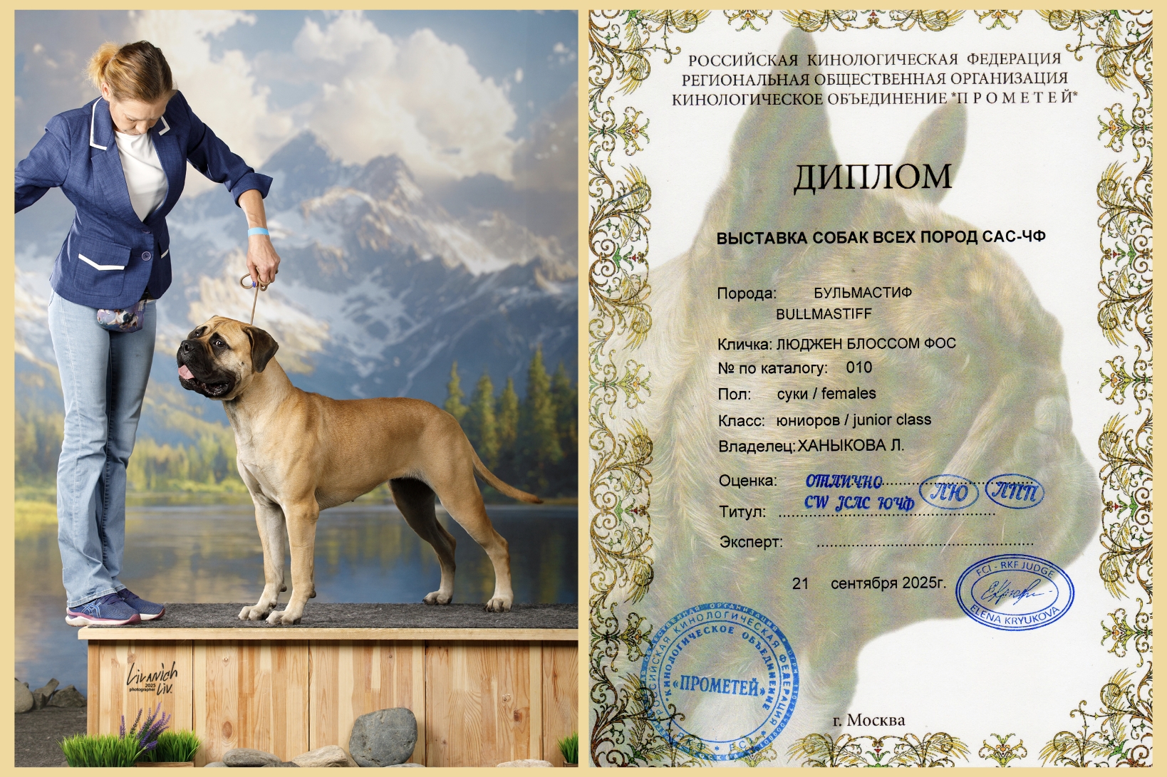 Бульмастиф шоу, выставки Lyudzhen Victory