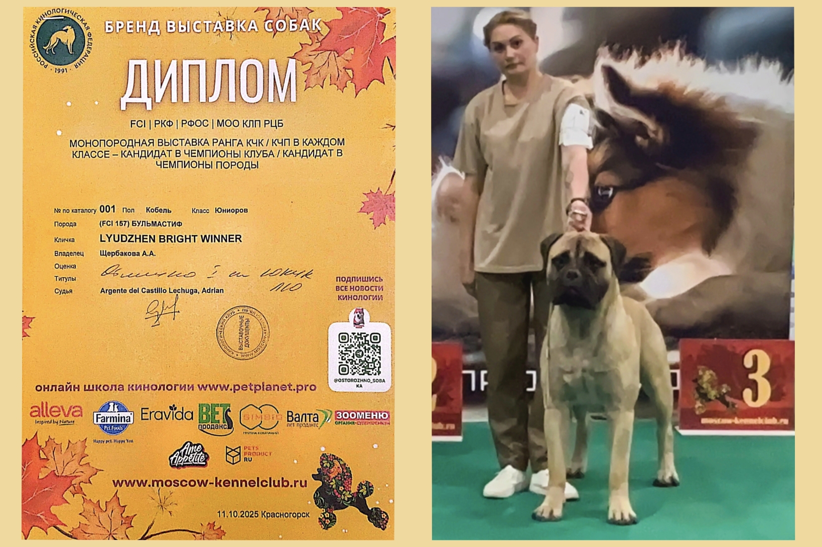Бульмастиф шоу, выставки Lyudzhen Victory
