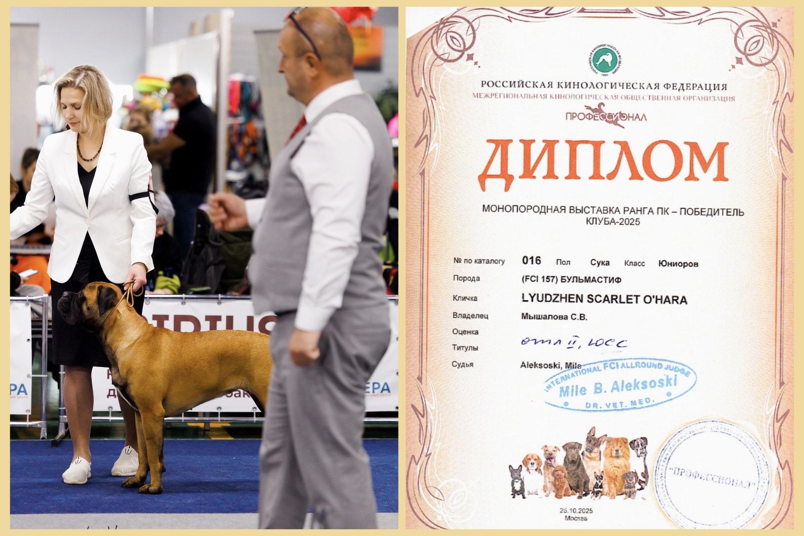 Бульмастиф шоу, выставки Lyudzhen Victory