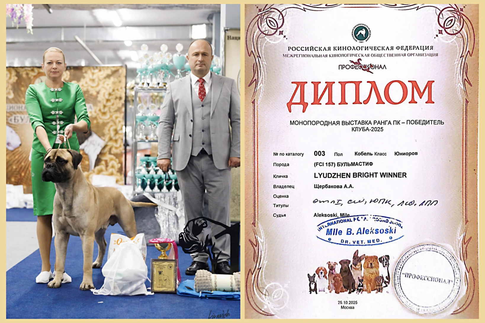 Бульмастиф шоу, выставки Lyudzhen Victory