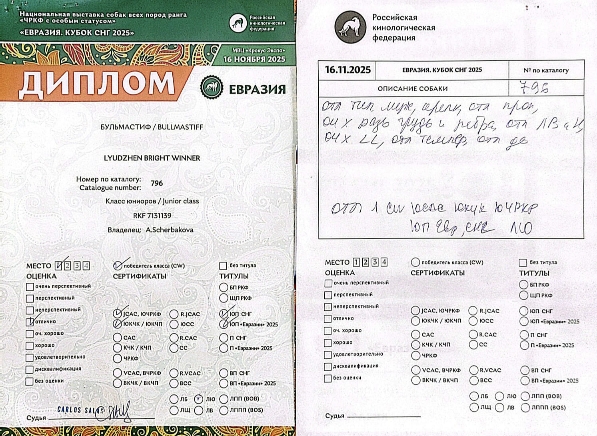 Бульмастиф шоу, выставки Lyudzhen Victory