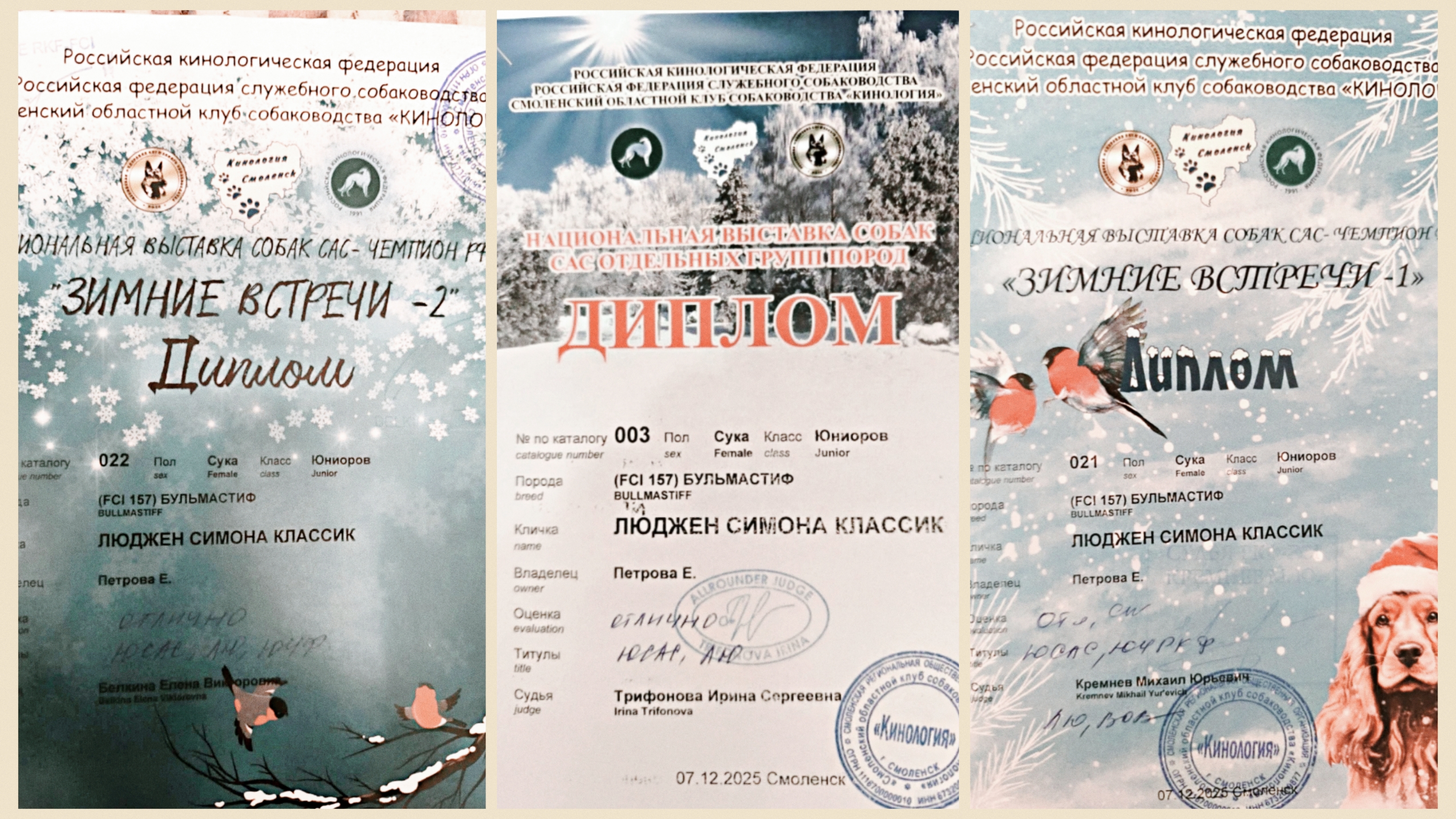 Бульмастиф шоу, выставки Lyudzhen Victory