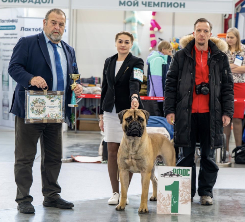 Бульмастиф шоу, выставки Lyudzhen Victory