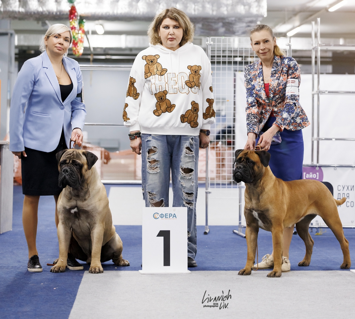 Бульмастиф шоу, выставки Lyudzhen Victory