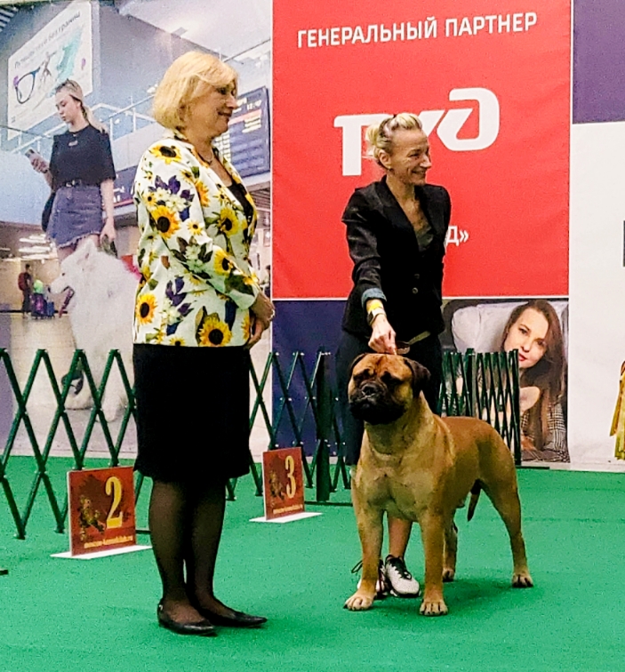 Бульмастиф шоу, выставки Lyudzhen Victory