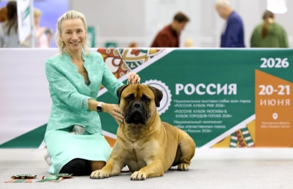 Бульмастиф шоу, выставки Lyudzhen Victory