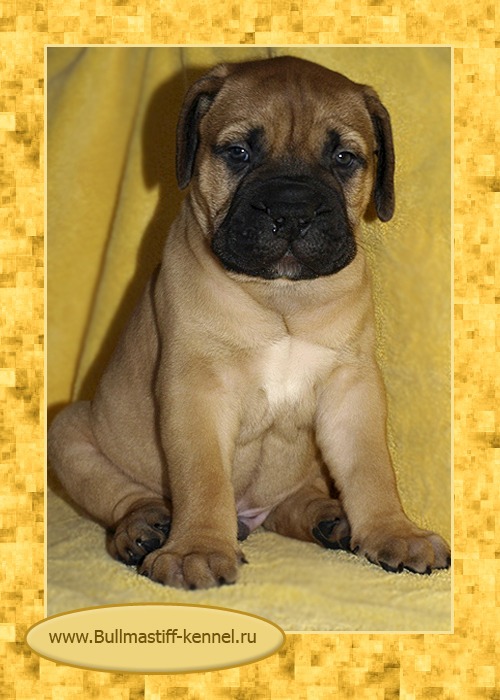Bullmastiff kennel store