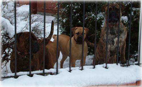 Bullmastiff kennel hot sale